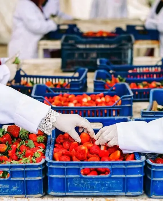 Pictures of our strawberry crops from our farms