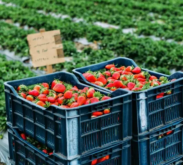 Rifco For Food Industries 