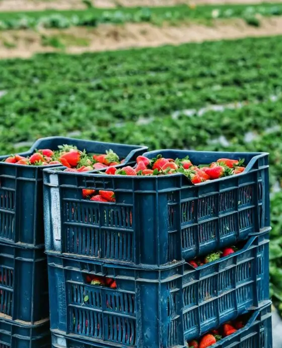 Pictures of our strawberry crops from our farms