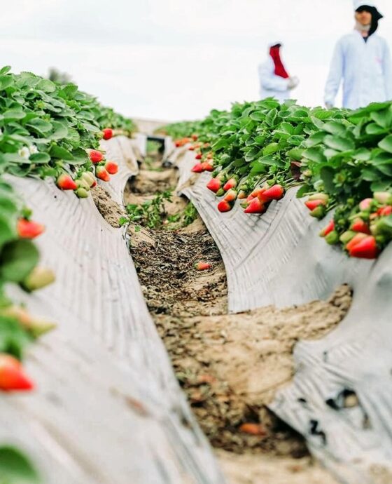 Pictures of our strawberry crops from our farms