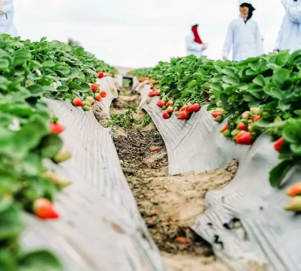 From farm to freezer