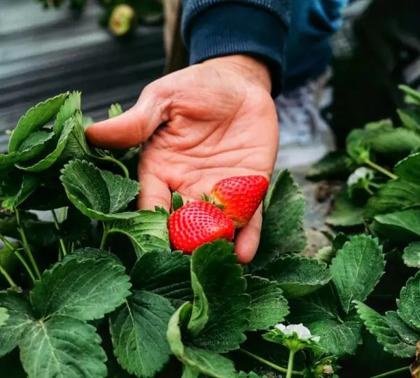  Frozen Strawberries