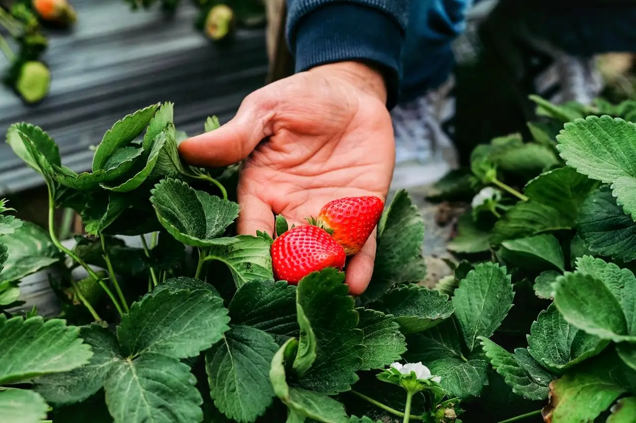 1755287512254 1755287512254