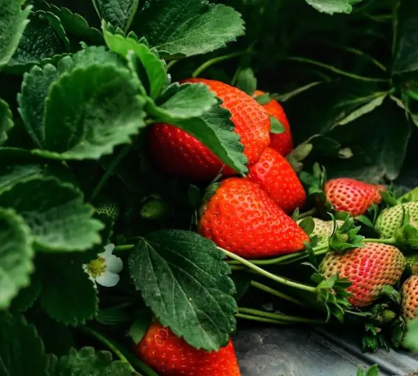 Rifco For Food Industries 