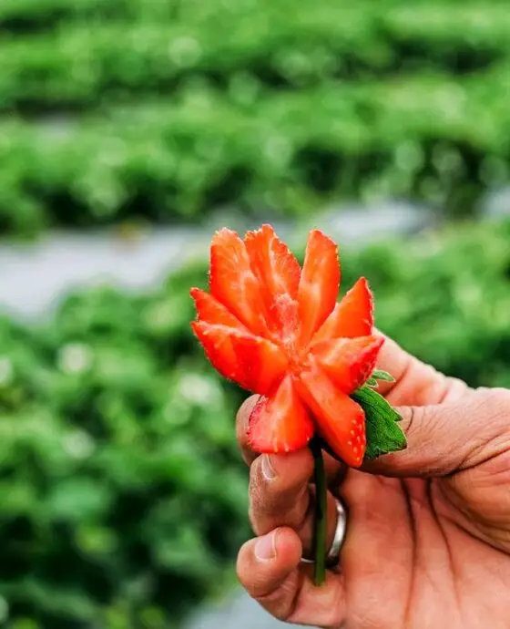 Pictures of our strawberry crops from our farms