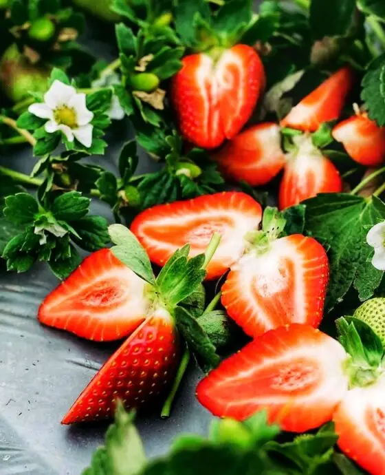 Pictures of our strawberry crops from our farms